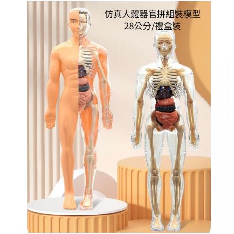 人體結構模型(禮盒裝)仿真人體器官拼組裝模型 限量代購 @ 