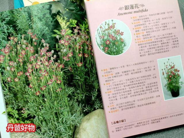 盆栽 種植 值樹
