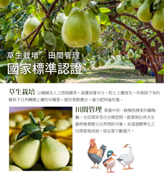 柚子